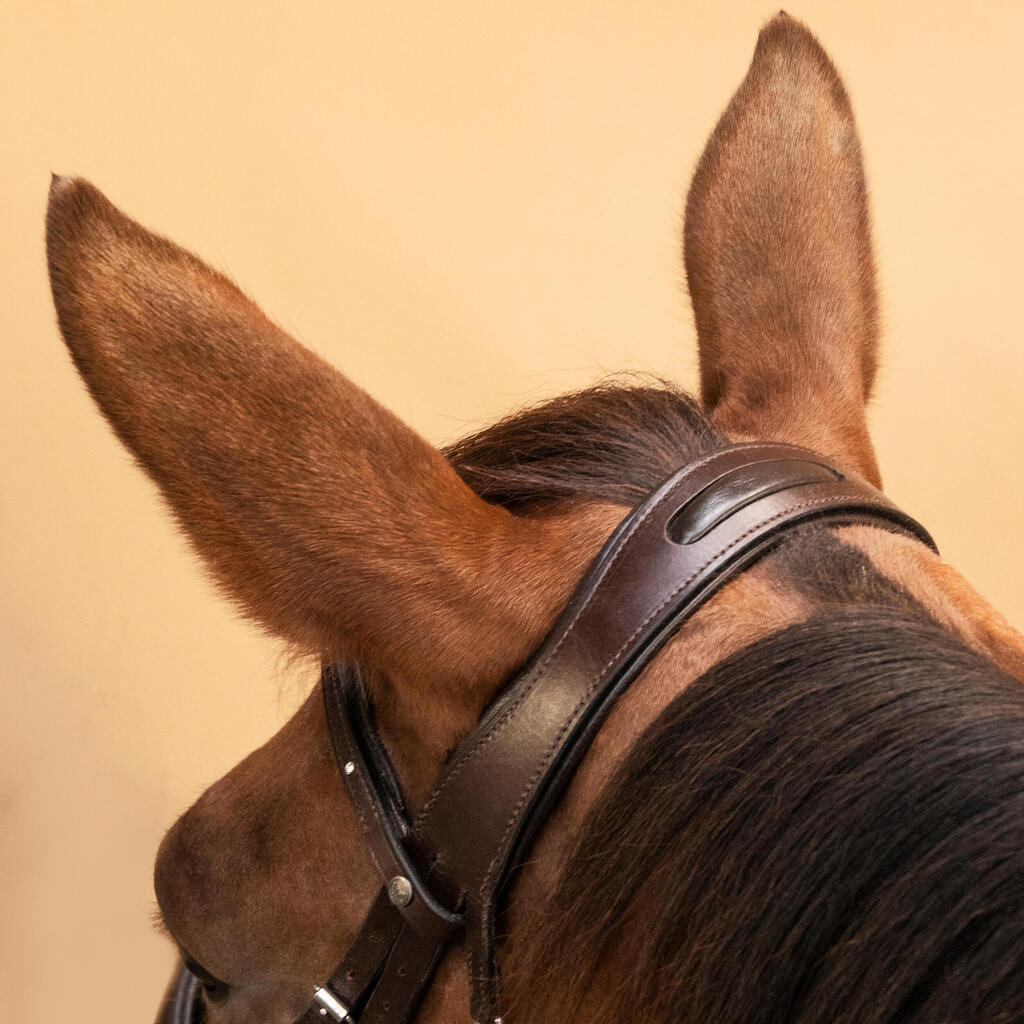 Zirgu jāšanas ādas iemaukti ar franču purna siksnu 