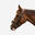 Testiera cuoio capezzina francese strass 580 cavallo e pony marrone
