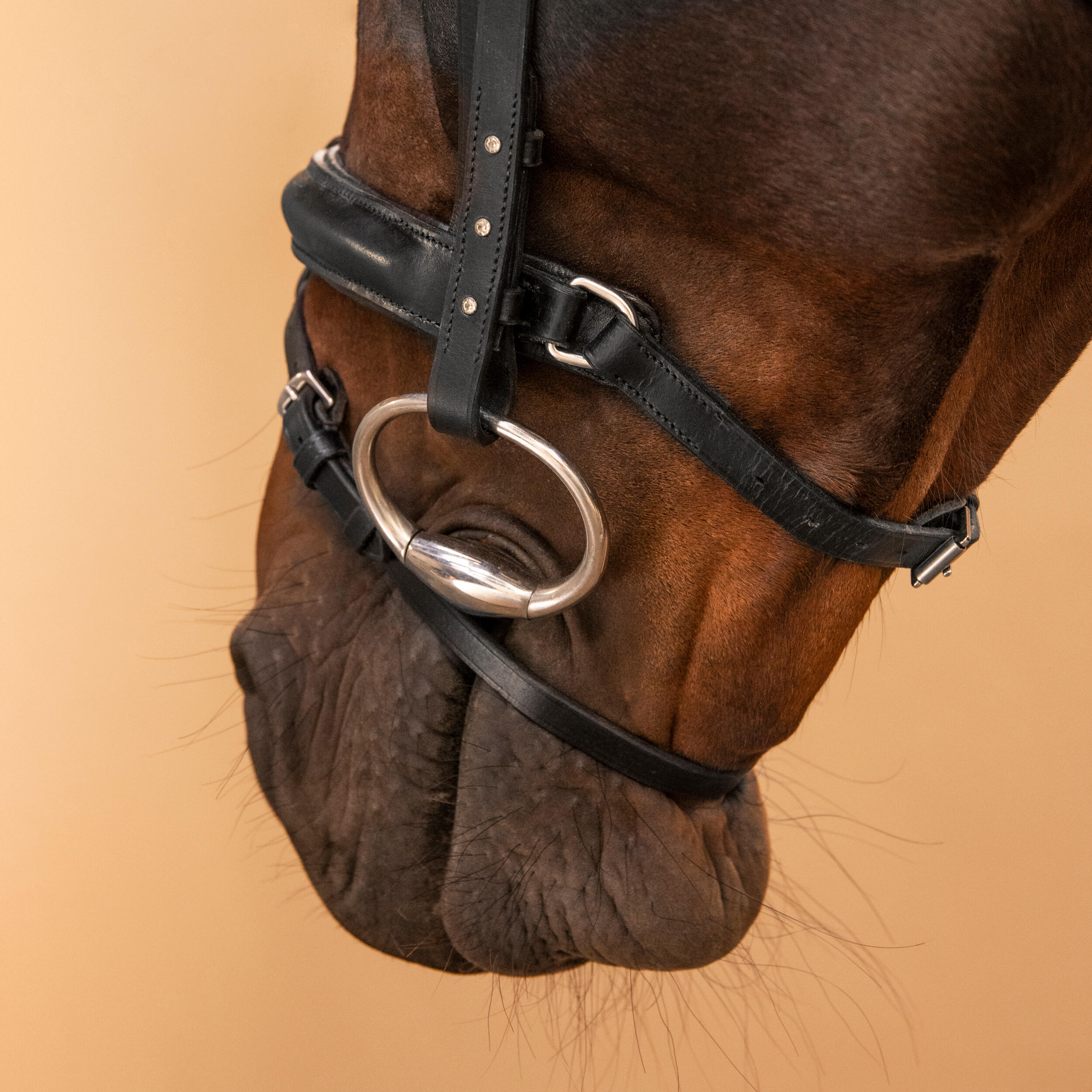 Horse Riding Leather Bridle With French Noseband 580 - Black Rhinestones 7/8