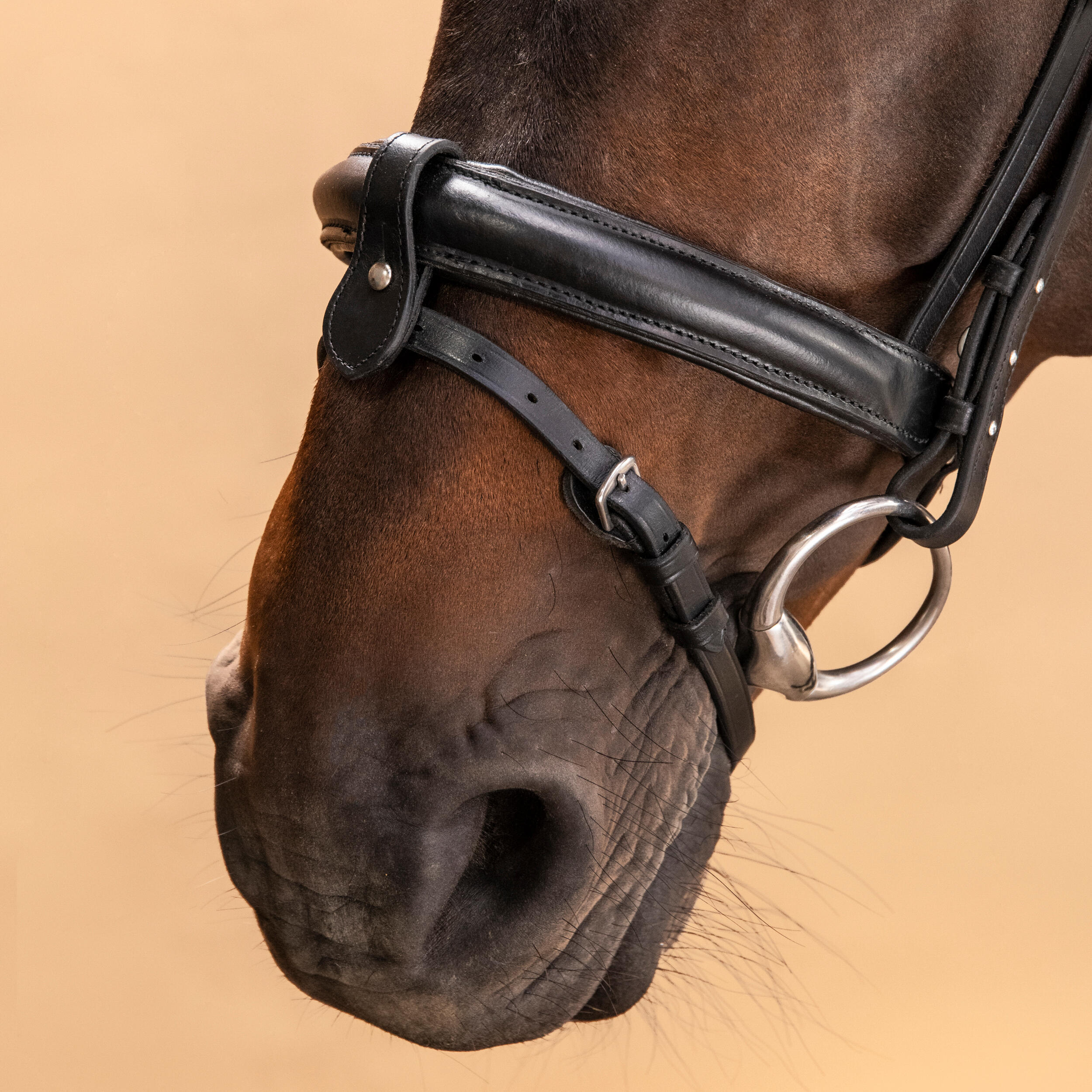 Horse Riding Leather Bridle With French Noseband 580 - Black Rhinestones 6/8