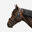 Cabeçada em Couro Strass de Equitação Focinheira Francesa Cavalo/Pónei 580 Preto