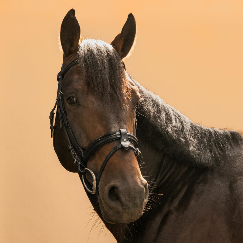 Testiera equitazione pony e cavallo 580 GLOSSY capezzina francese nera 