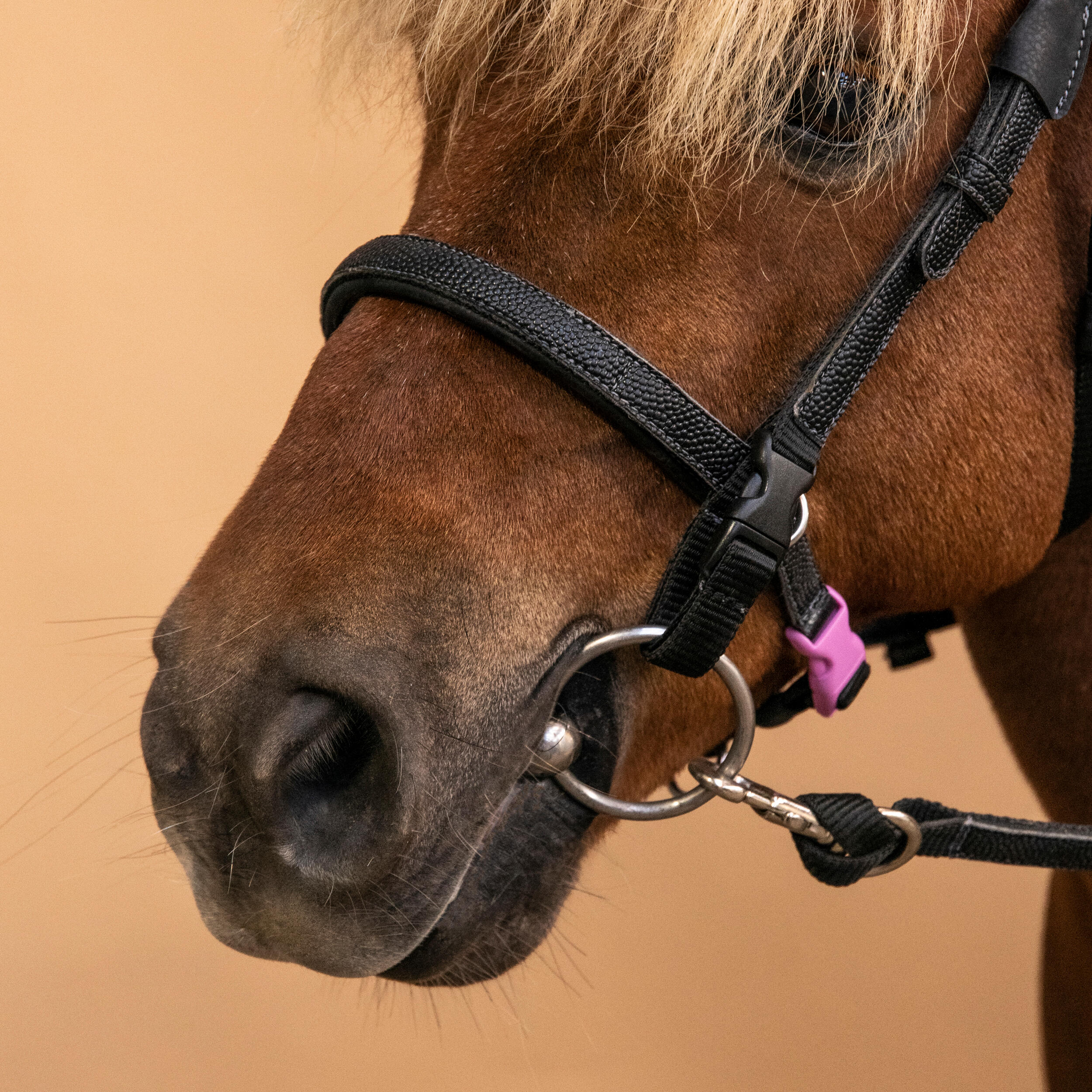 Filet et rênes d'équitation synthétiques d'initiation pour poney - 100 noir - FOUGANZA