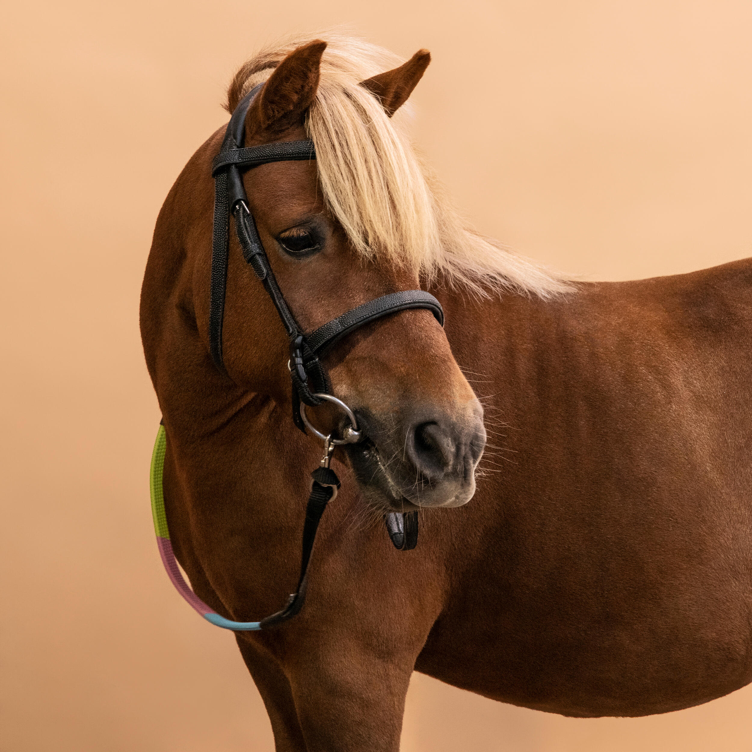 Filet et rênes d'équitation synthétiques d'initiation pour poney - 100 noir - FOUGANZA