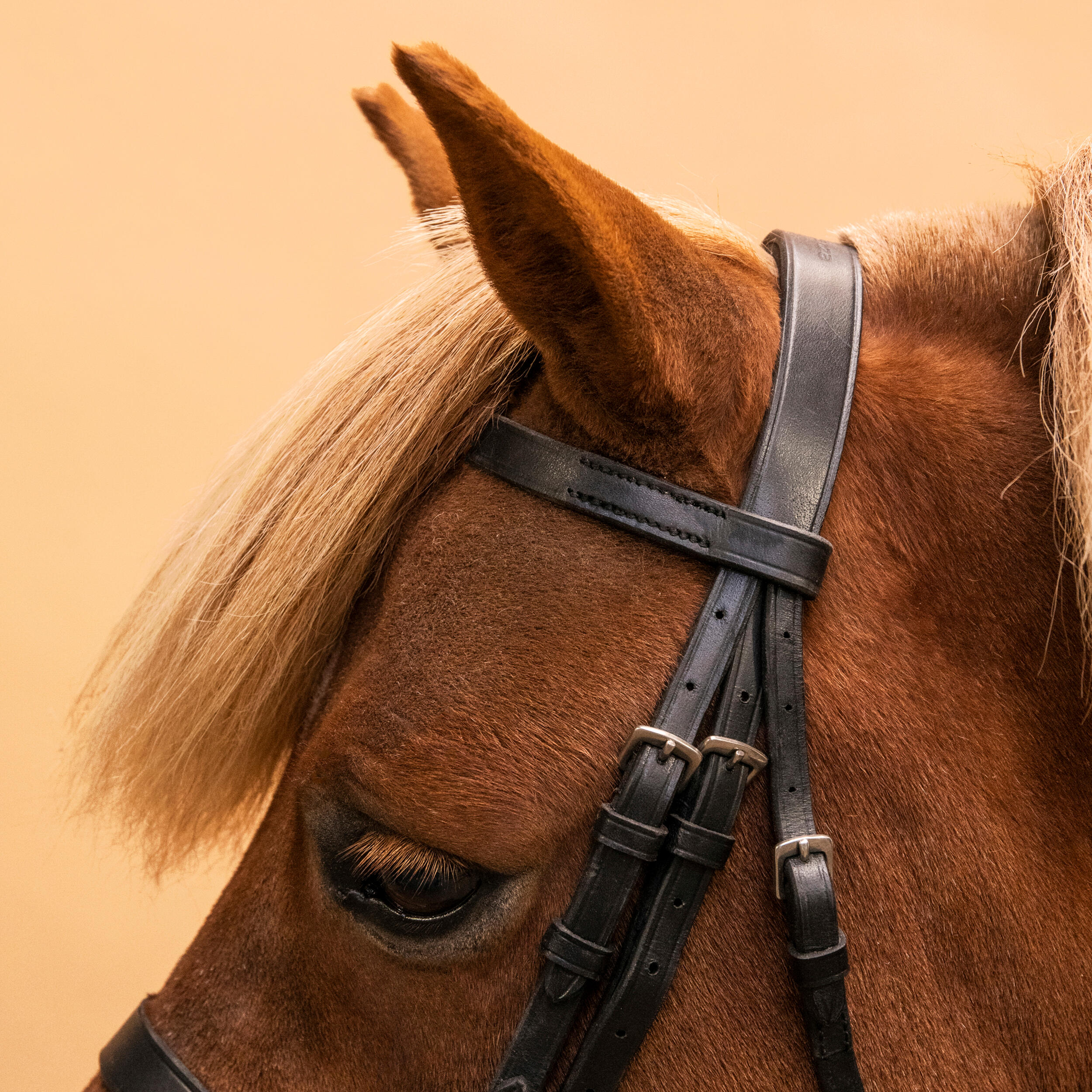 Bride et rênes d'équitation en cuir muserolle française pour cheval et poney - 100 noir - FOUGANZA