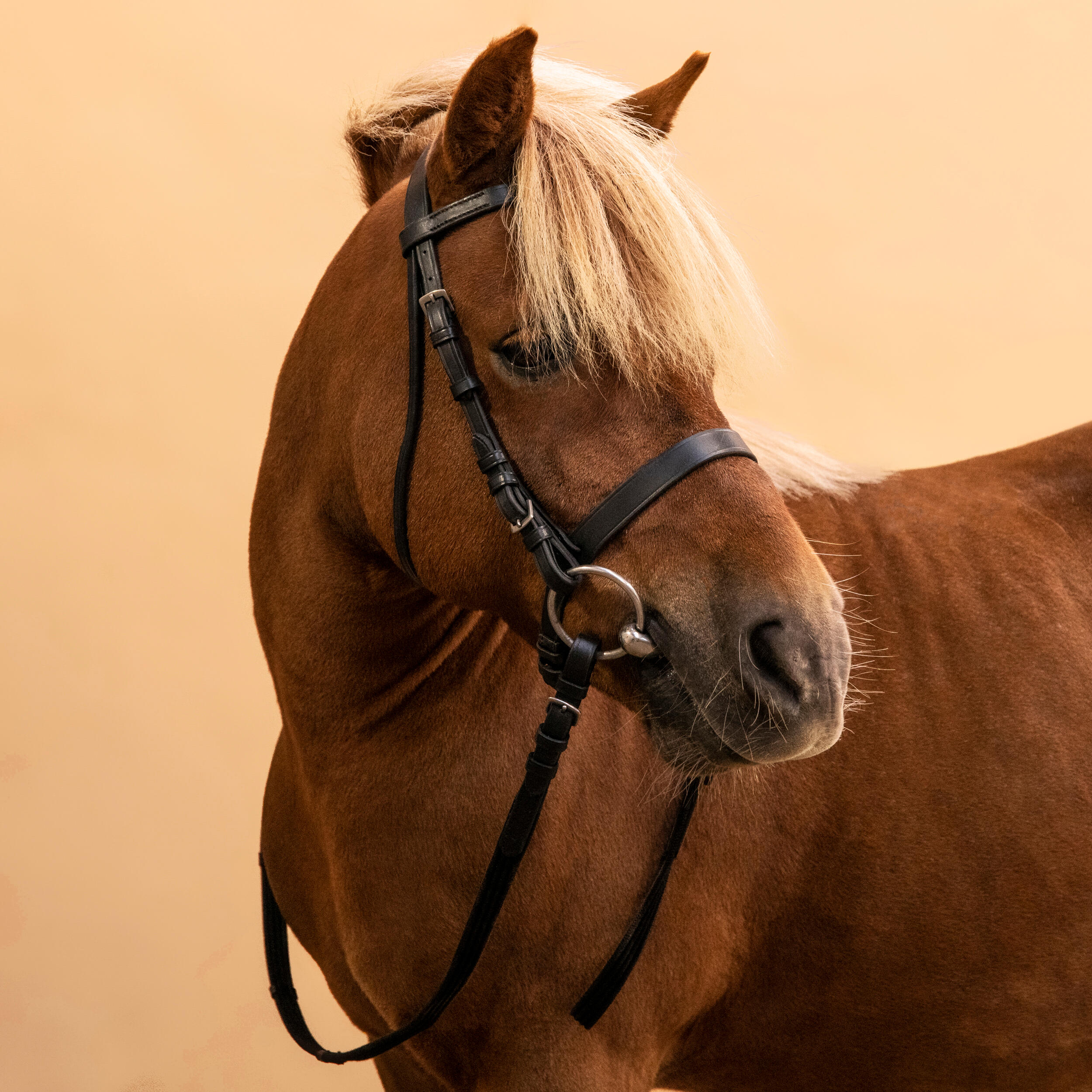 Bride et rênes d'équitation en cuir muserolle française pour cheval et poney - 100 noir - FOUGANZA