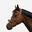Cabezada Equitación Caballo/Poni 900 Marrón Claro Piel Muserola Francesa