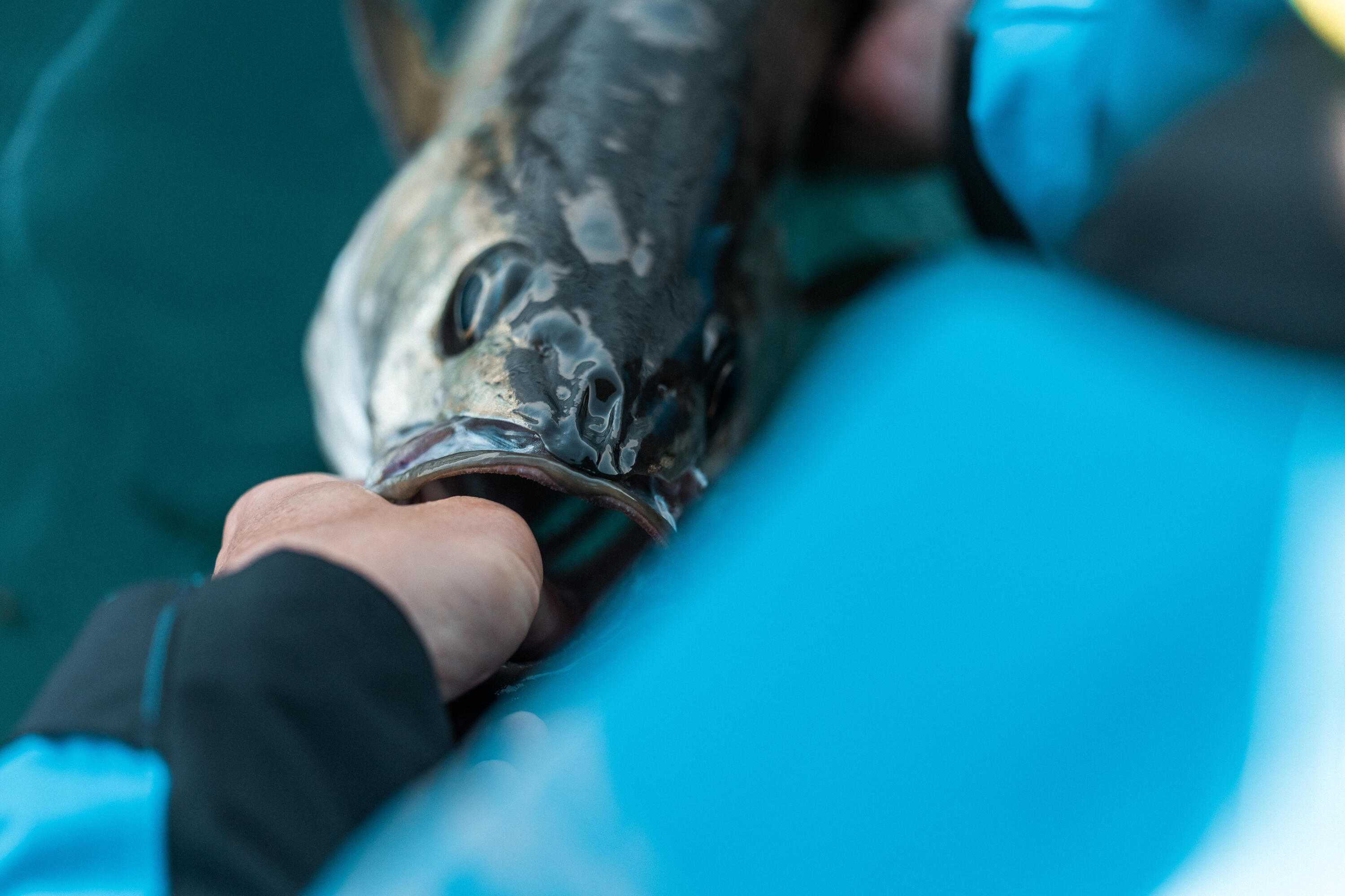 Set Gummiköder Eelo 200 48 g natur Sandaal Shad  11/11