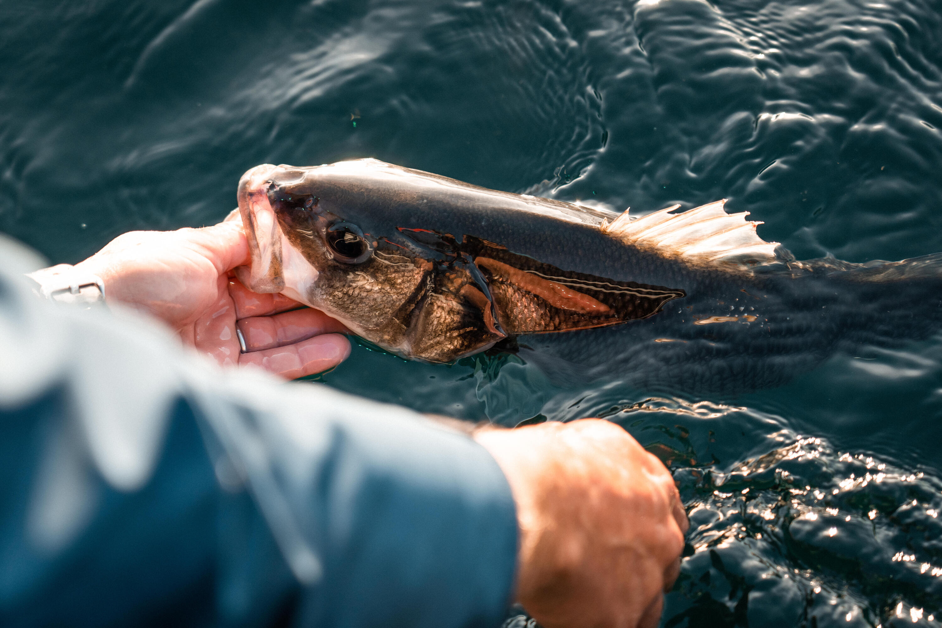 Gummiköder Texas Shad Ancho 120 12 g schwarz/weisser Rücken 14/14
