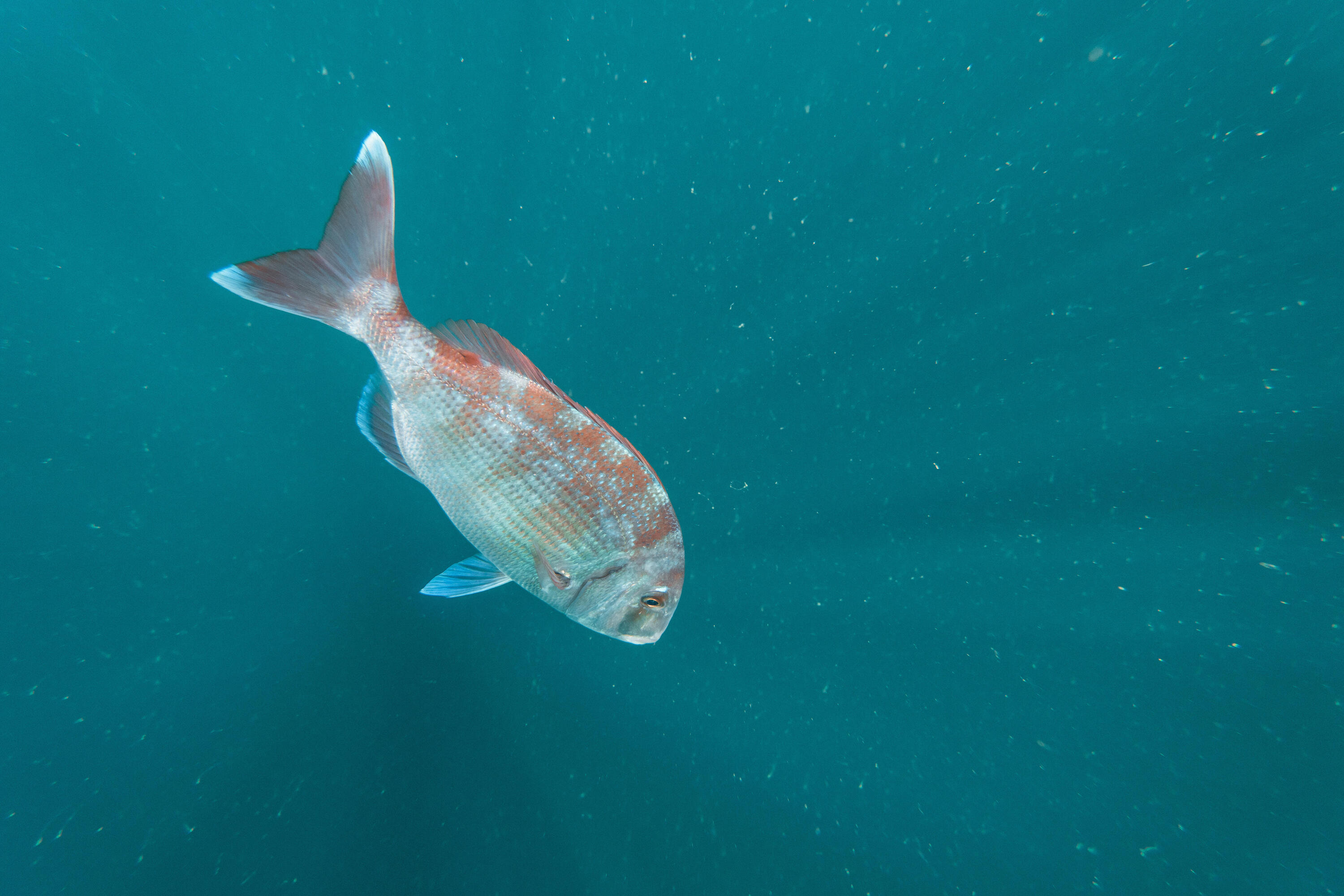 Tenya dyp 60gr pêche en mer 12/13