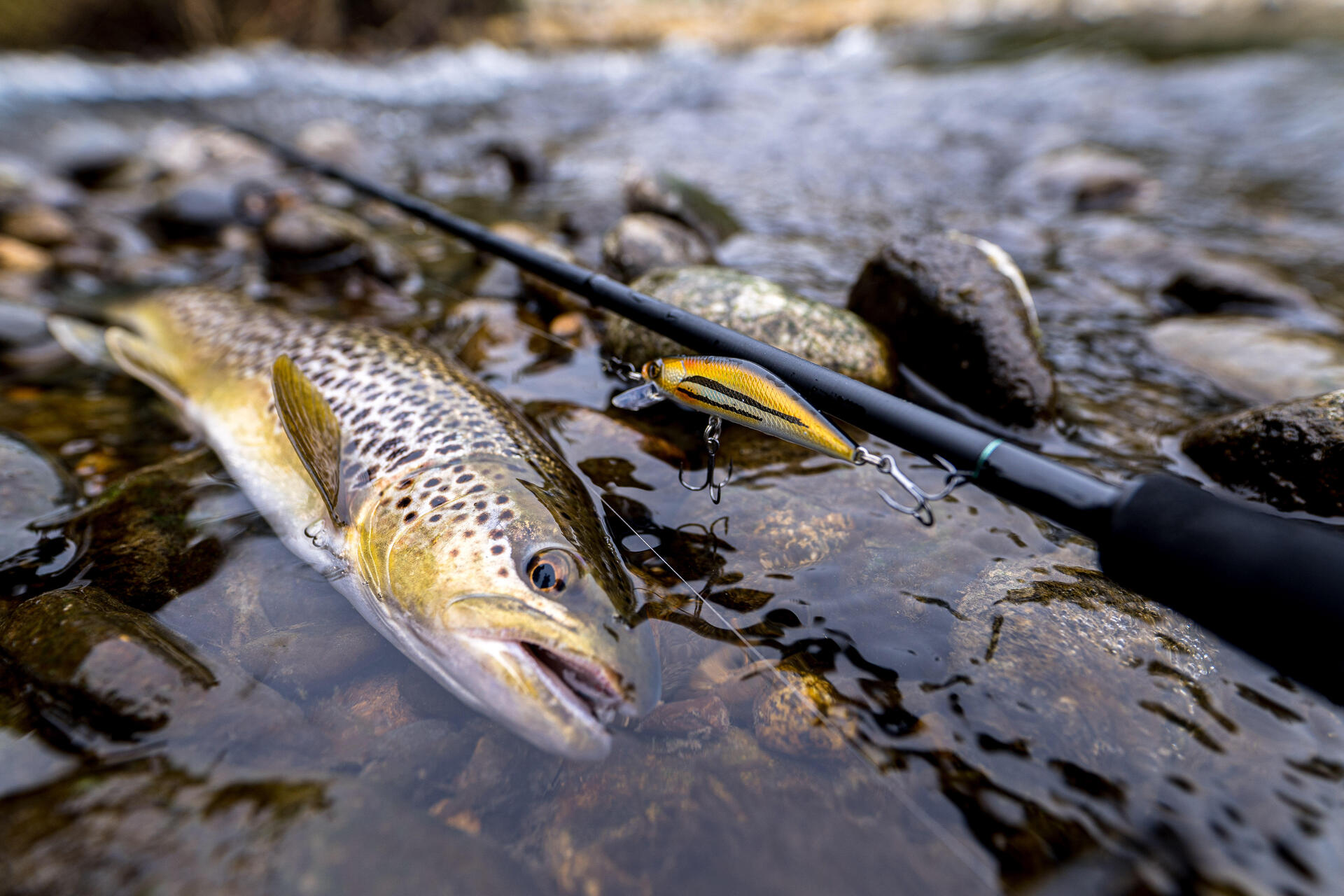 Pêche de la truite au poisson nageur : comment l'utiliser ? 
