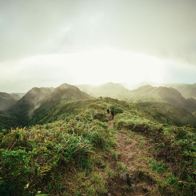 Climate: what is the difference between mitigation and adaptation?