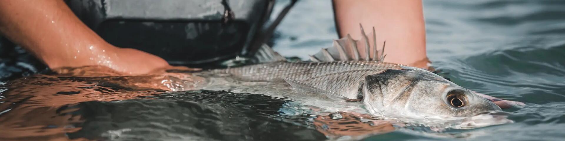 cana de pesca para pescar robalo