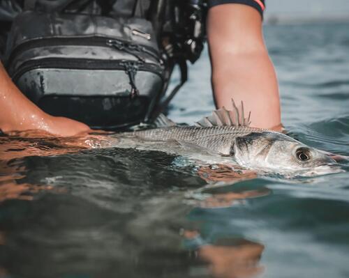 cana de pesca para pescar robalo