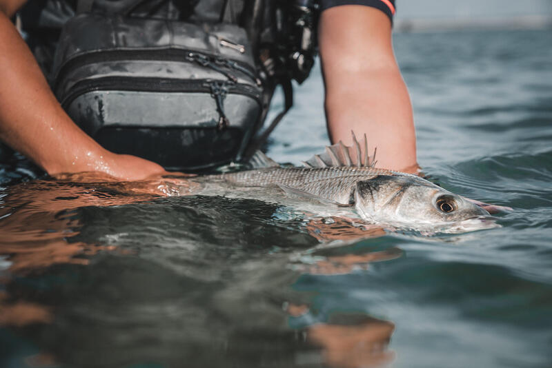 QUE CANA DE PESCA USAR PARA PESCAR ROBALO À BEIRA-MAR?