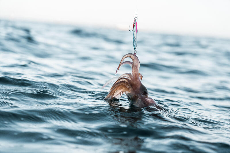 COMO ESCOLHER O SEU EQUIPAMENTO PARA A PESCA DO CHOCO?