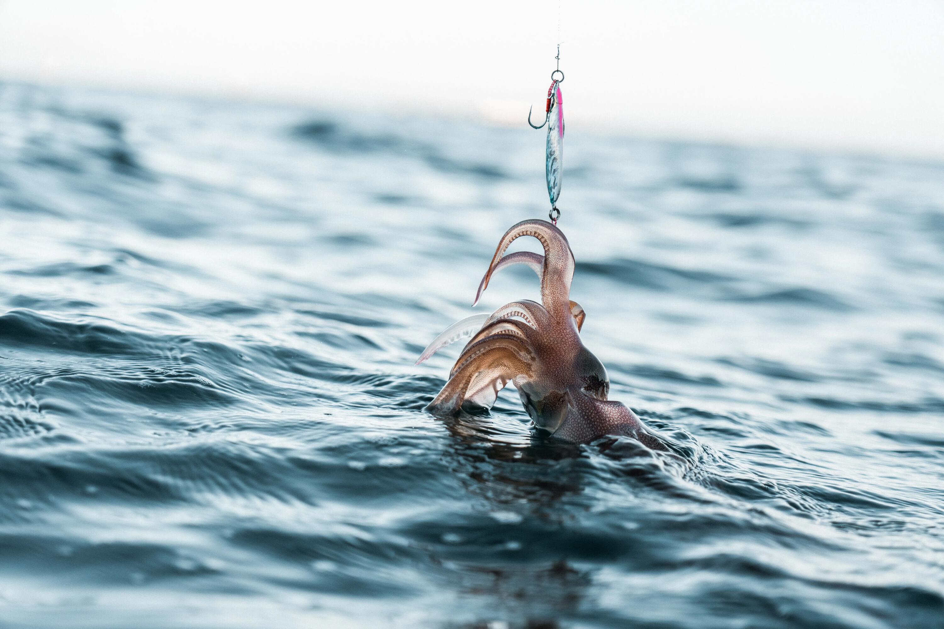 COMO ESCOLHER O SEU EQUIPAMENTO PARA A PESCA DO CHOCO?