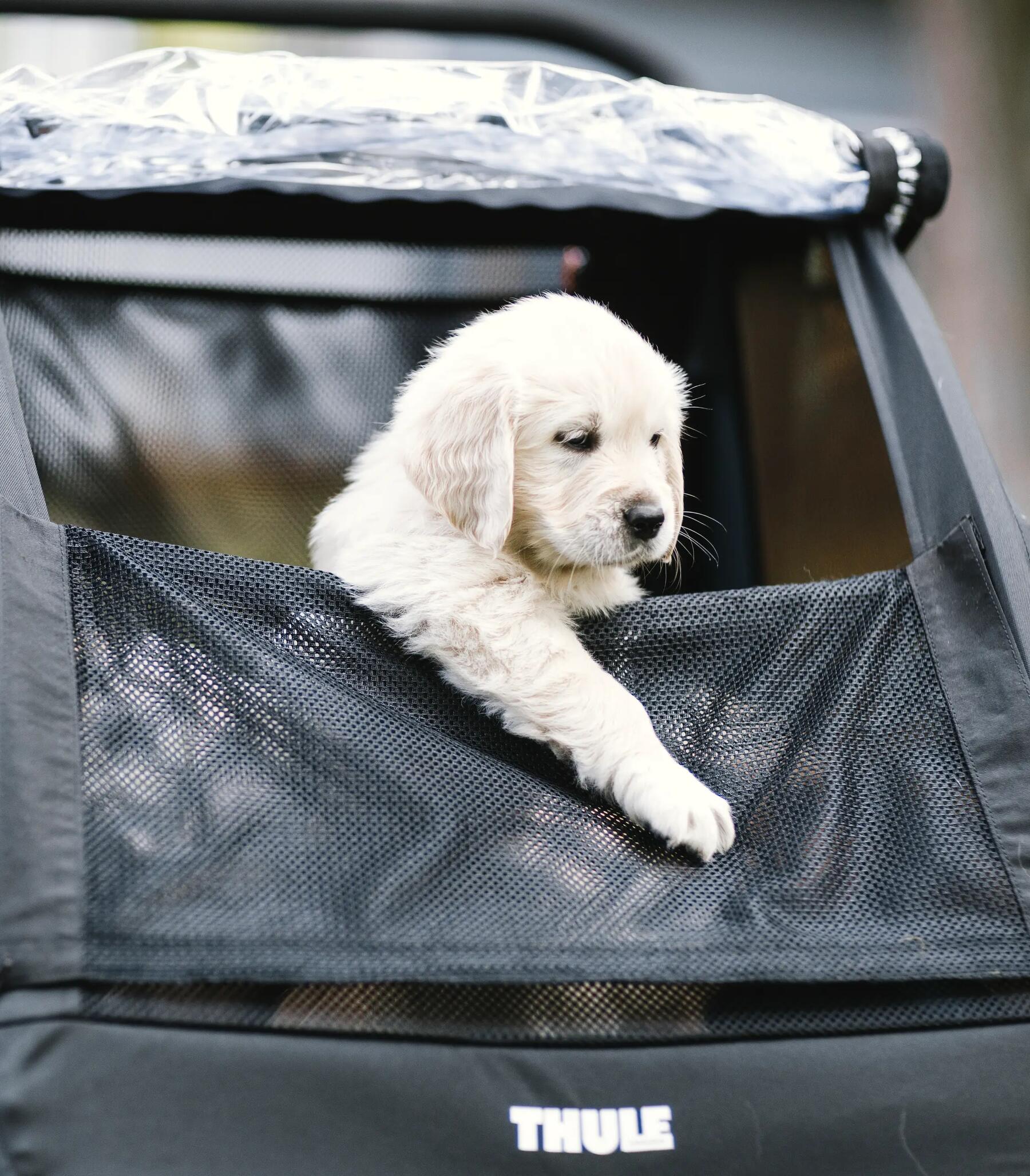 remorque vélo pour chien
