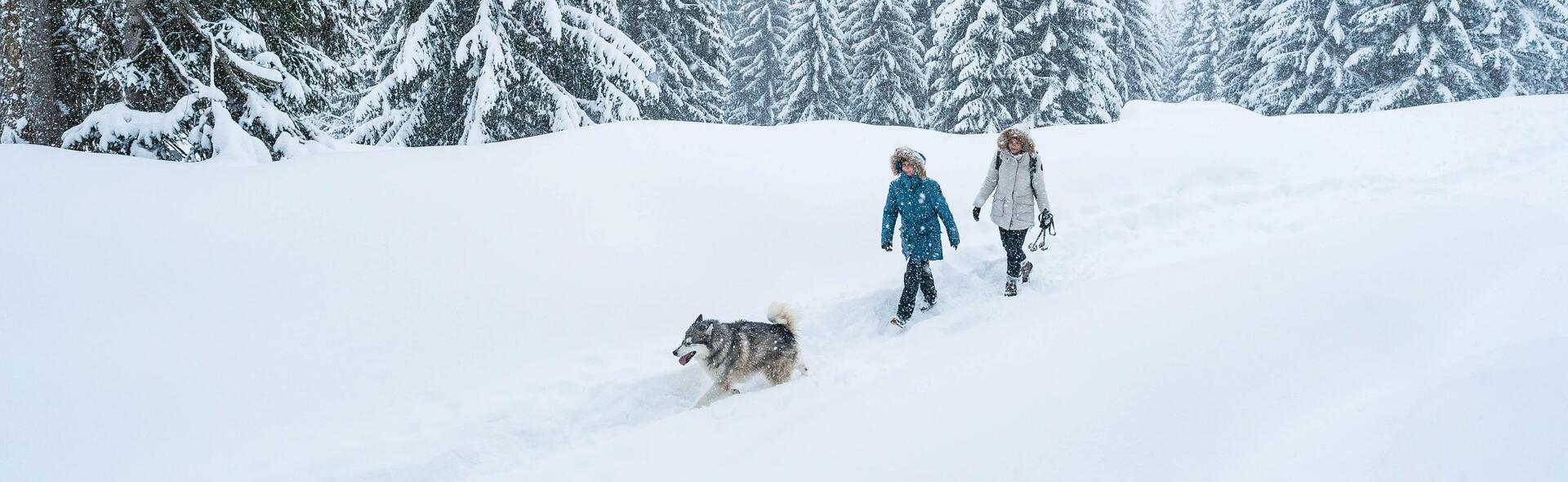 Mit unserer Hilfe gut vorbereitet für eine Schneeschuhwanderung mit deinem Hund!