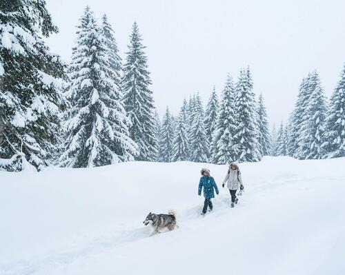 Mit unserer Hilfe gut vorbereitet für eine Schneeschuhwanderung mit deinem Hund!