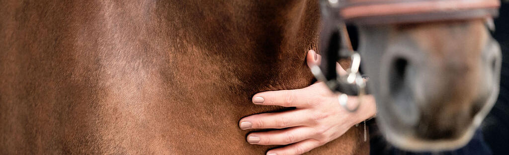 Fond Fille à Cheval Sur Un Cheval Brun Avec Sa Veste Déquitation