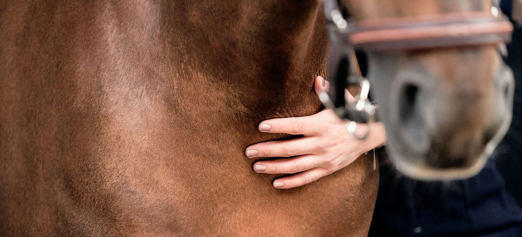 Brosse douce grand modèle équitation SCHOOLING FOUGANZA