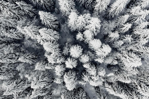Photo de sapins enneigés