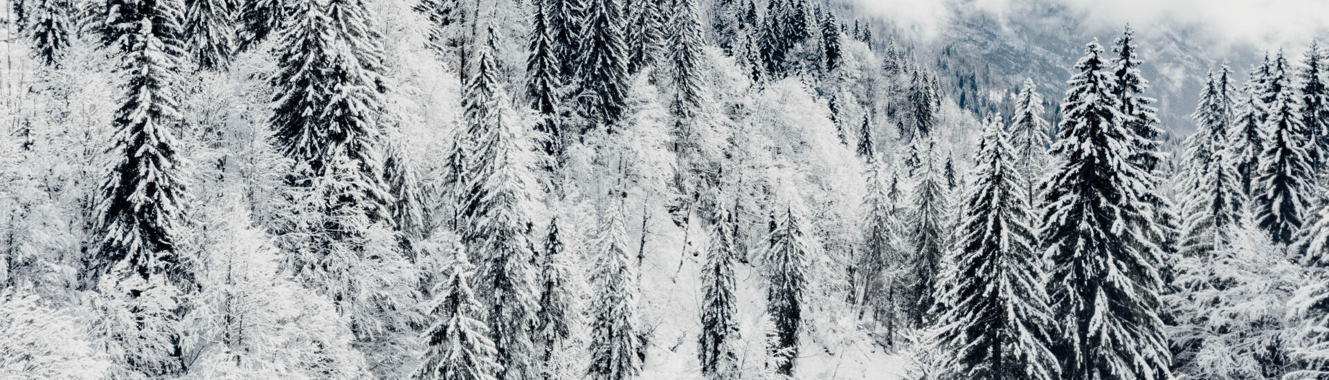 Picture of snow-covered fir trees