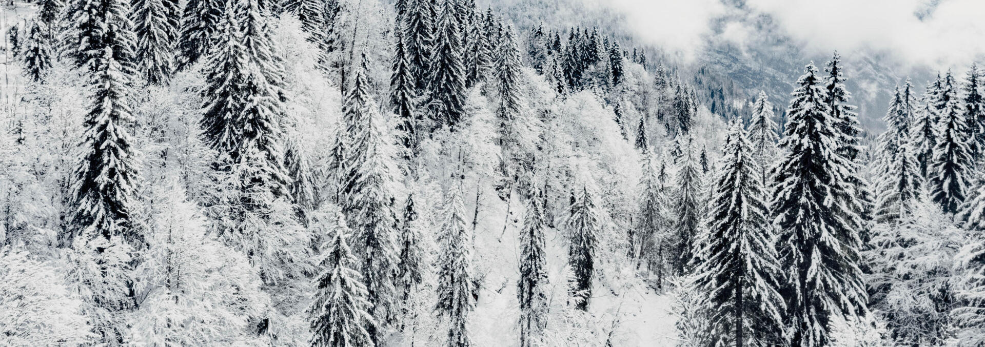 imagem de uma floresta coberta de neve