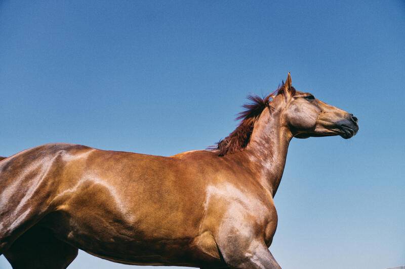 Je paard longeren met een longeerhulp: wel of niet doen?