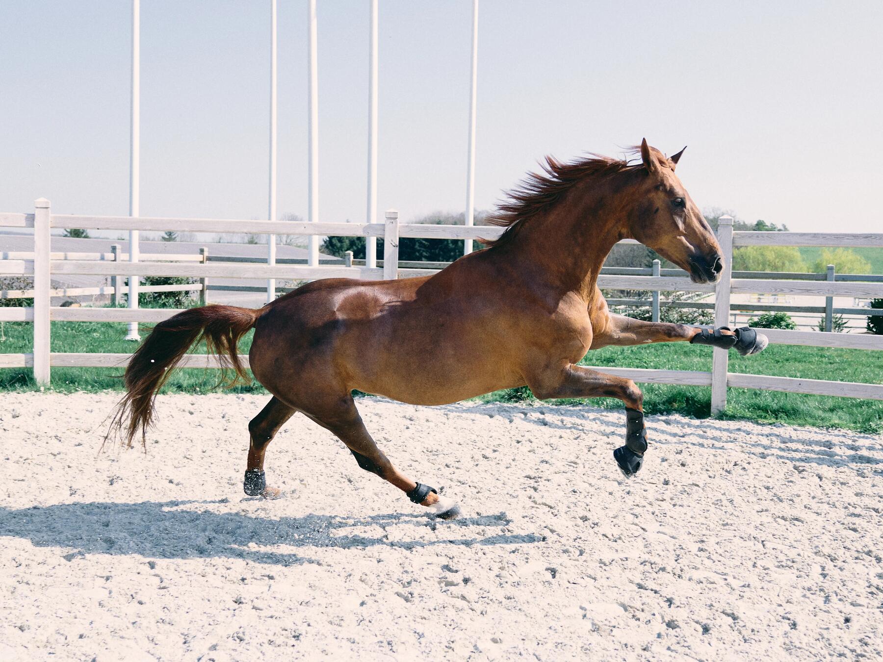 Je paard longeren met een longeerhulp: wel of niet doen?