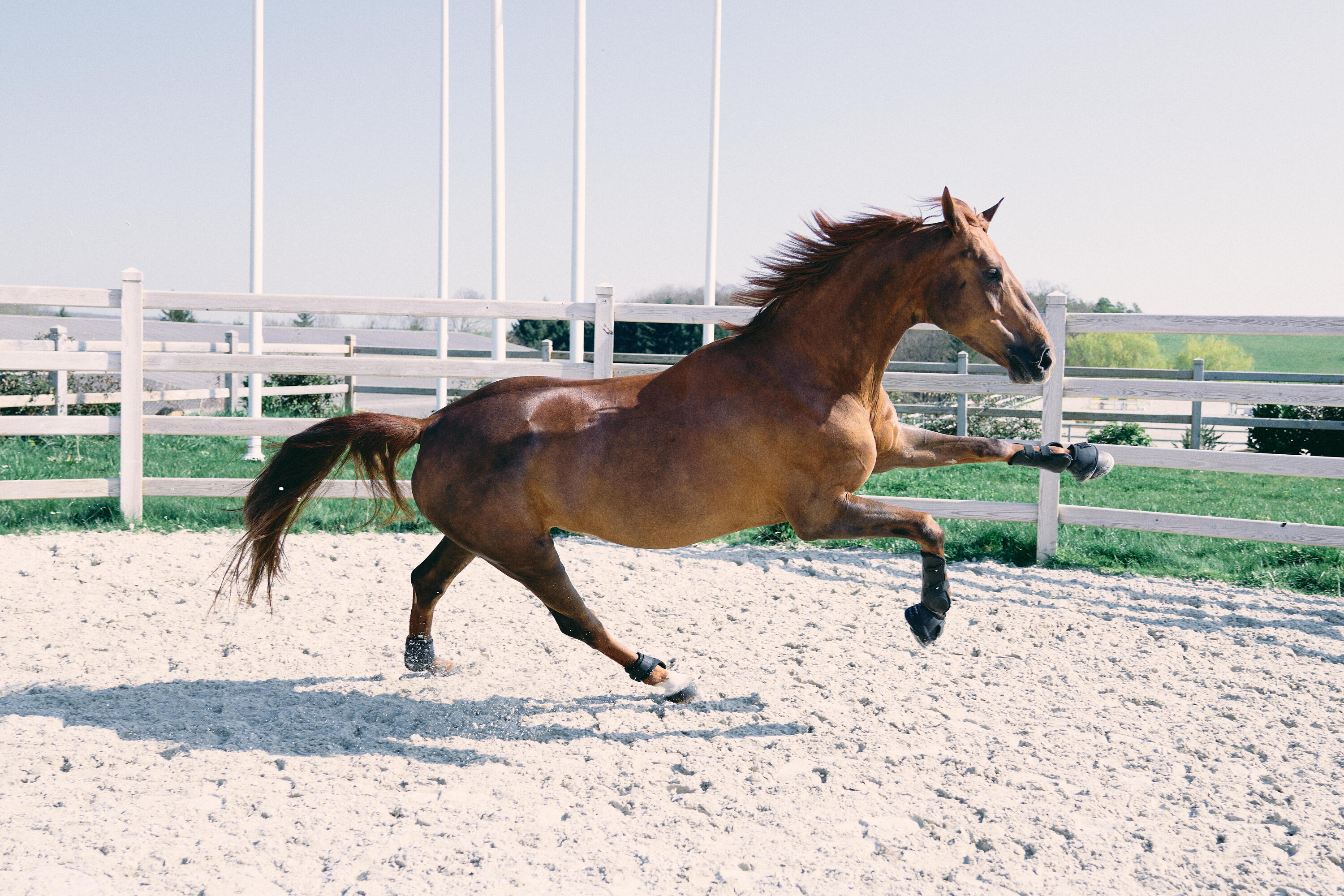 Een paard rennend in een zand paddock