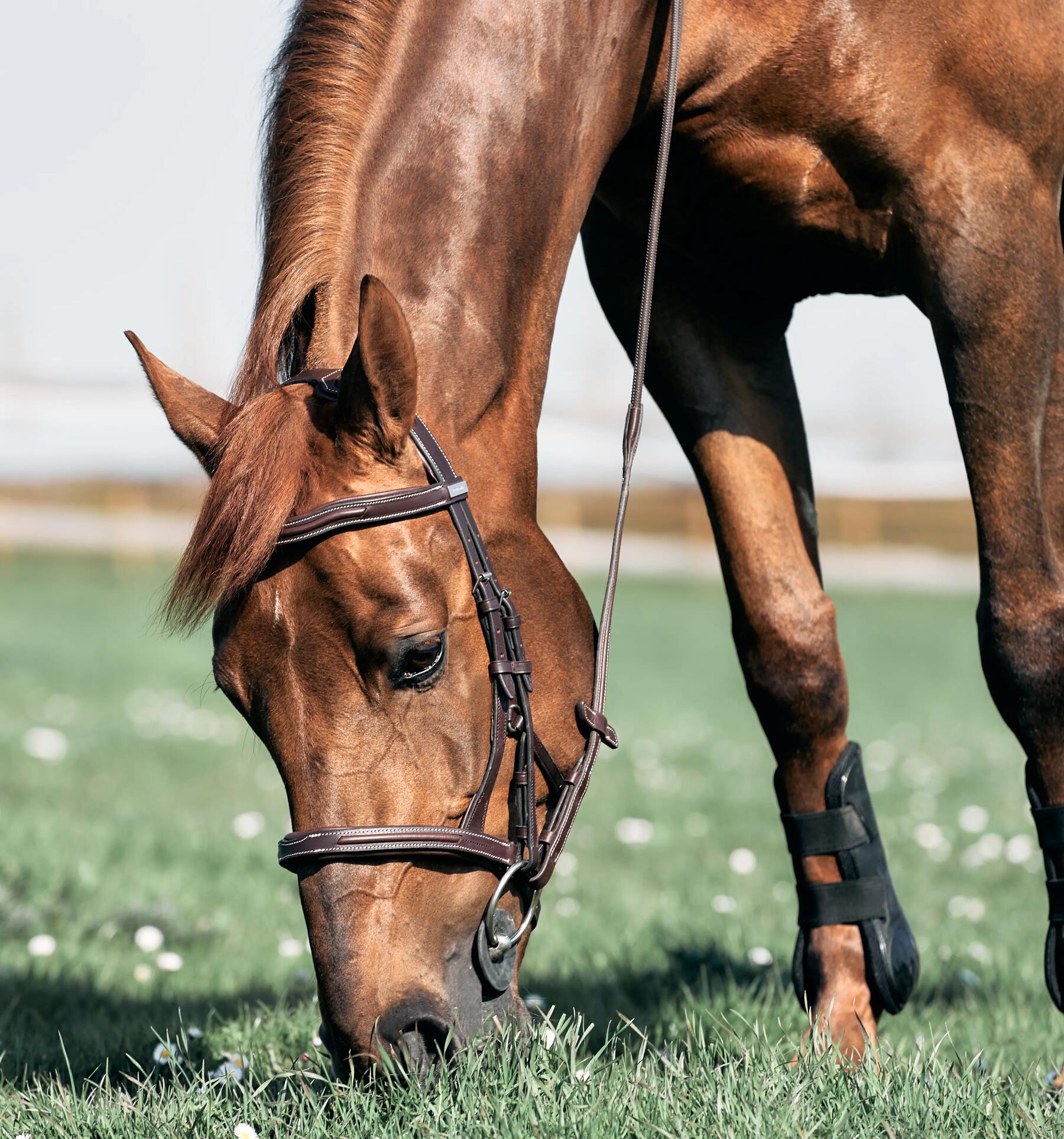 Je paard in de wei zetten