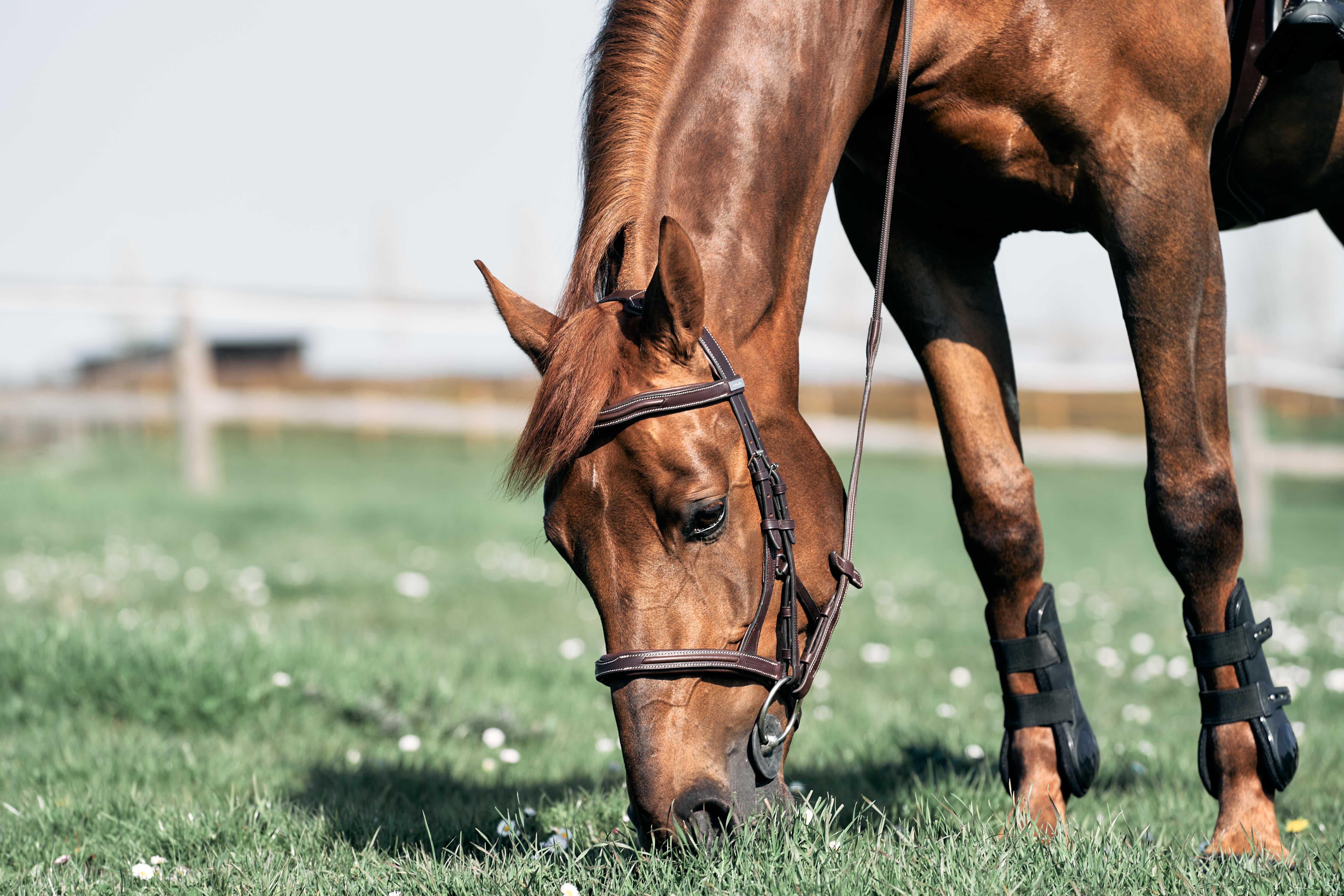 Bride d'équitation en cuir muserolle française pour cheval et poney - 900 marron - FOUGANZA