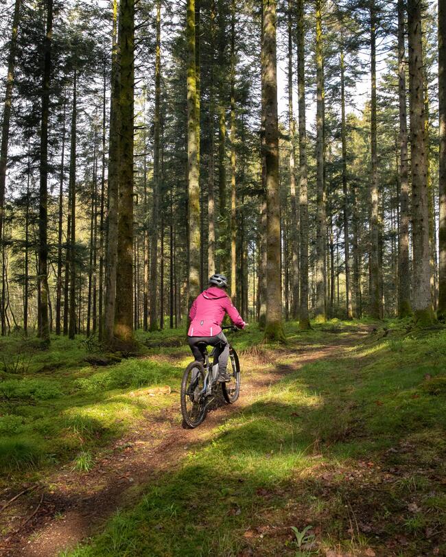 Fahrrad / All Mountain MTB