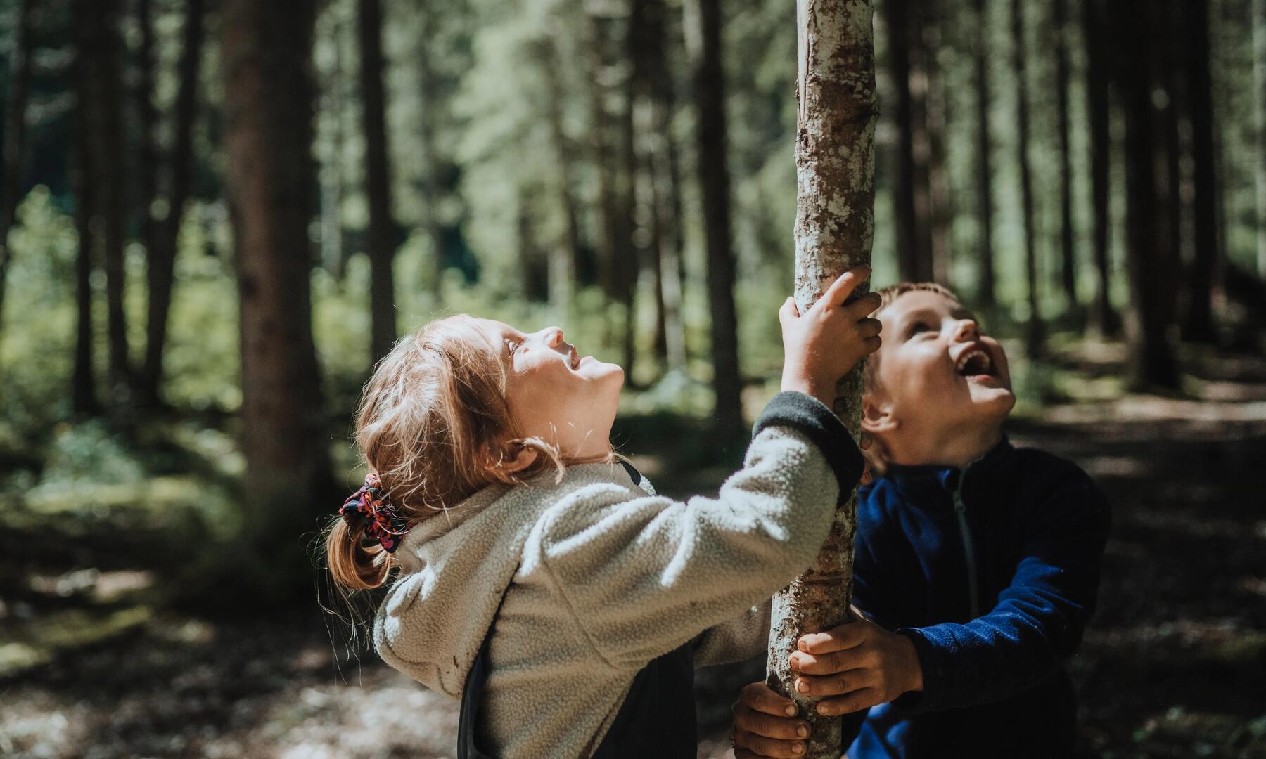 Children looking up at trees in a forest