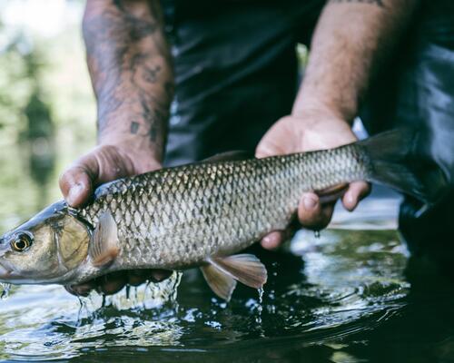 LES BASES DE LA PÊCHE DU CHEVESNE AU POISSON NAGEUR