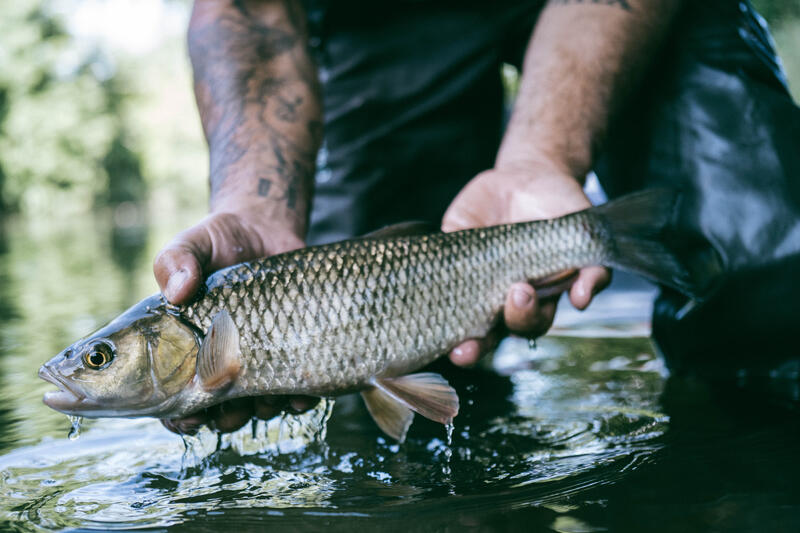 LES BASES DE LA PÊCHE DU CHEVESNE AU POISSON NAGEUR