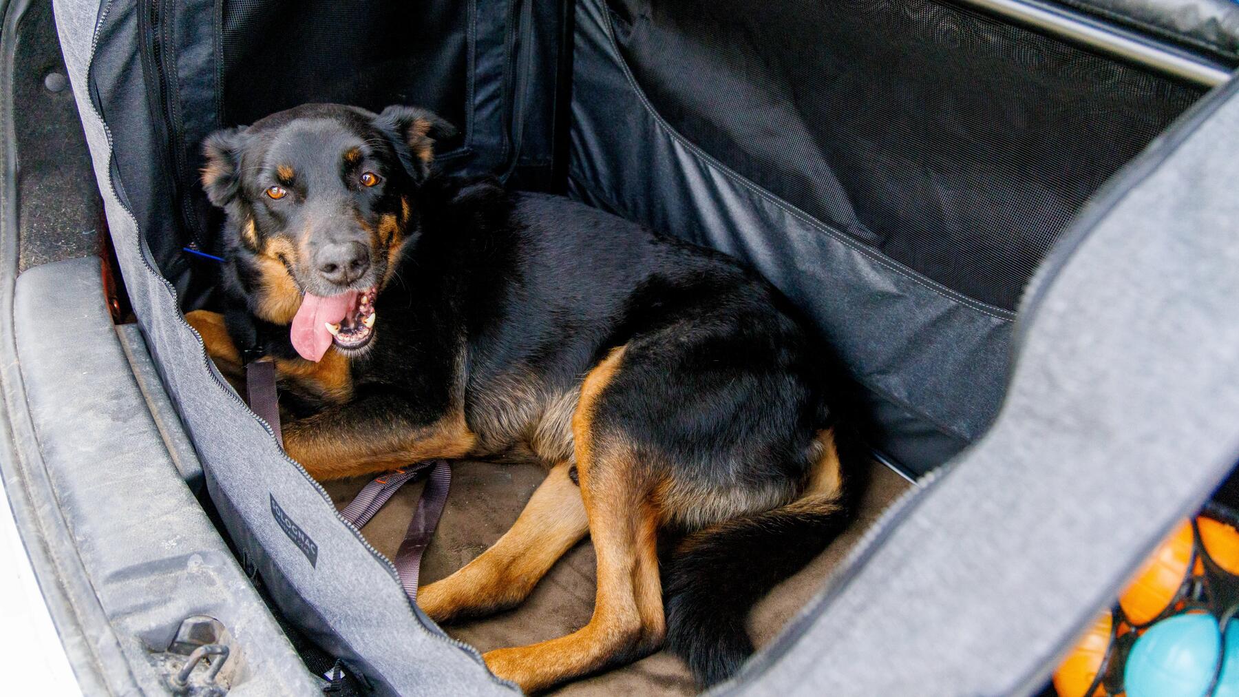 Die ideale Hundetransportbox für deinen Hund finden!