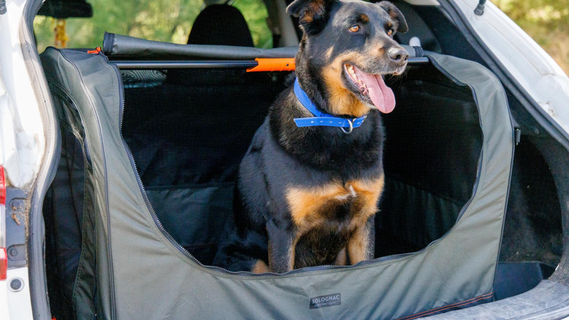 Kamperen met hond in tent