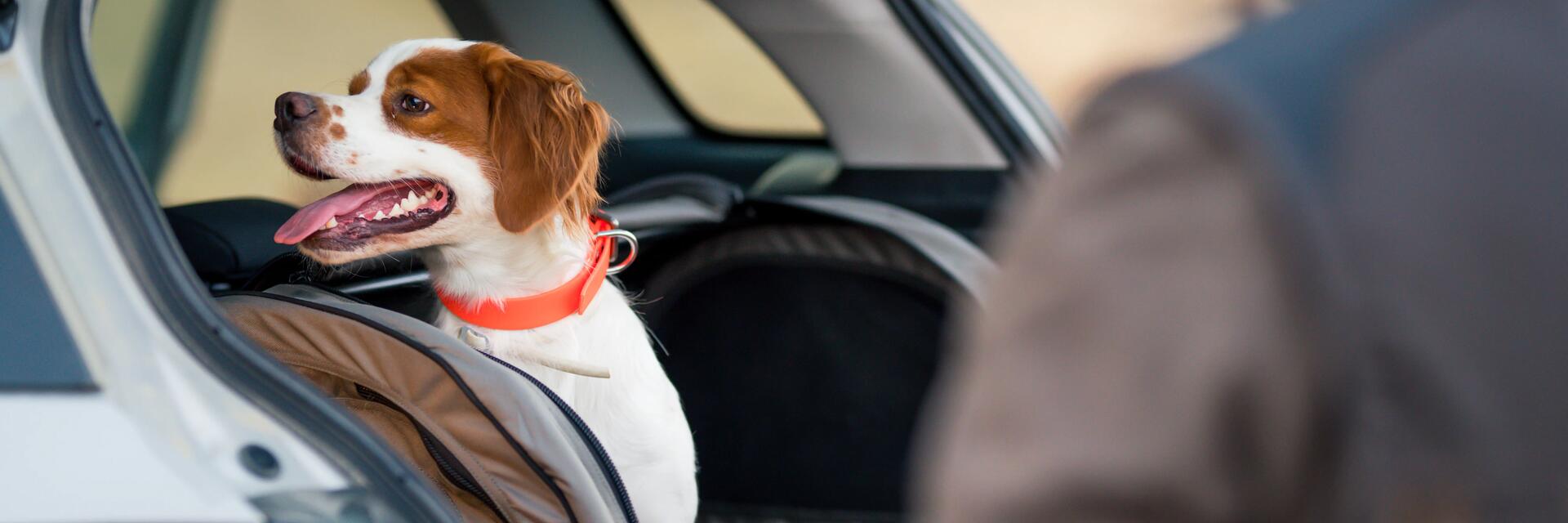 Mit unserer Hilfe die richtige Transportbox für deinen Hund finden!
