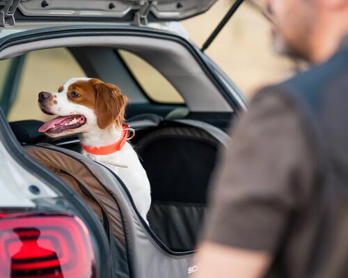 Ein Hund sitzt in einer Hundetransportbox im Kofferraum
