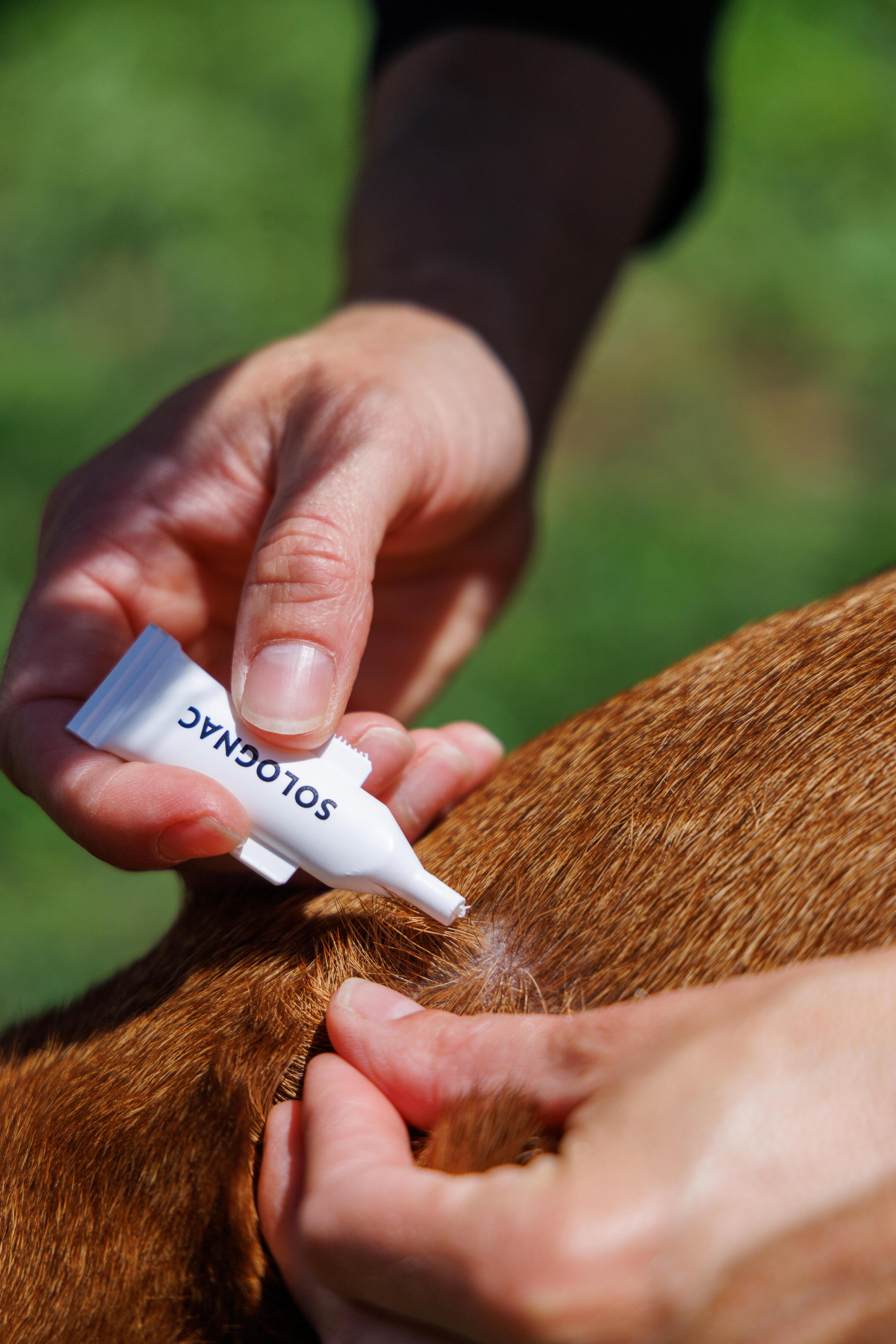 Parasite or flea pipettes for dogs weighing between 20 and 40 kg 3/3