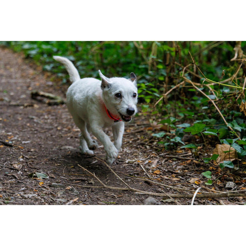 Coleira para Cão de Caça 500 Rosa Néon