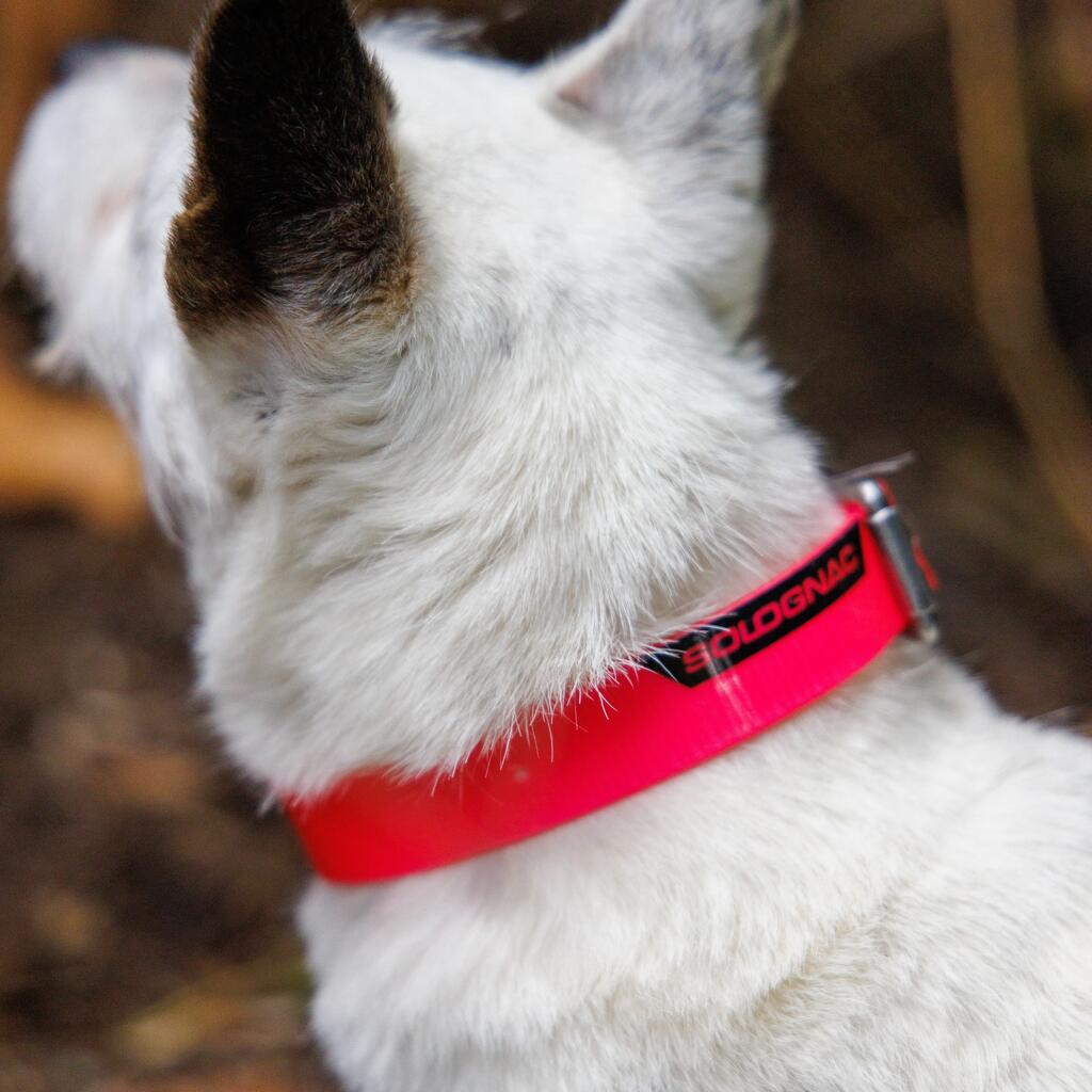 Collier chien Rose fluo 500