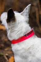 Dog collar 500 fluo pink