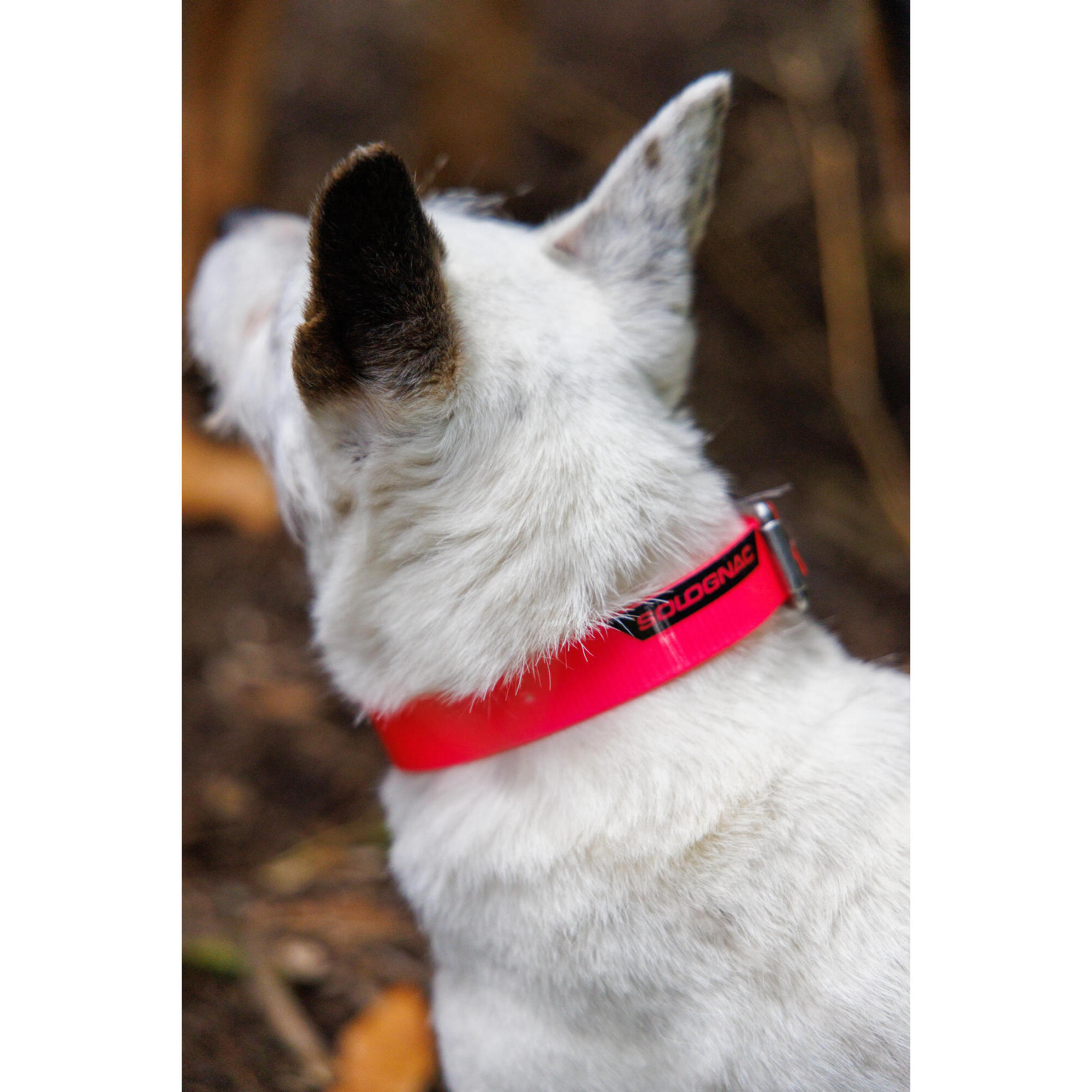 Fluorescent pink dog collar 500