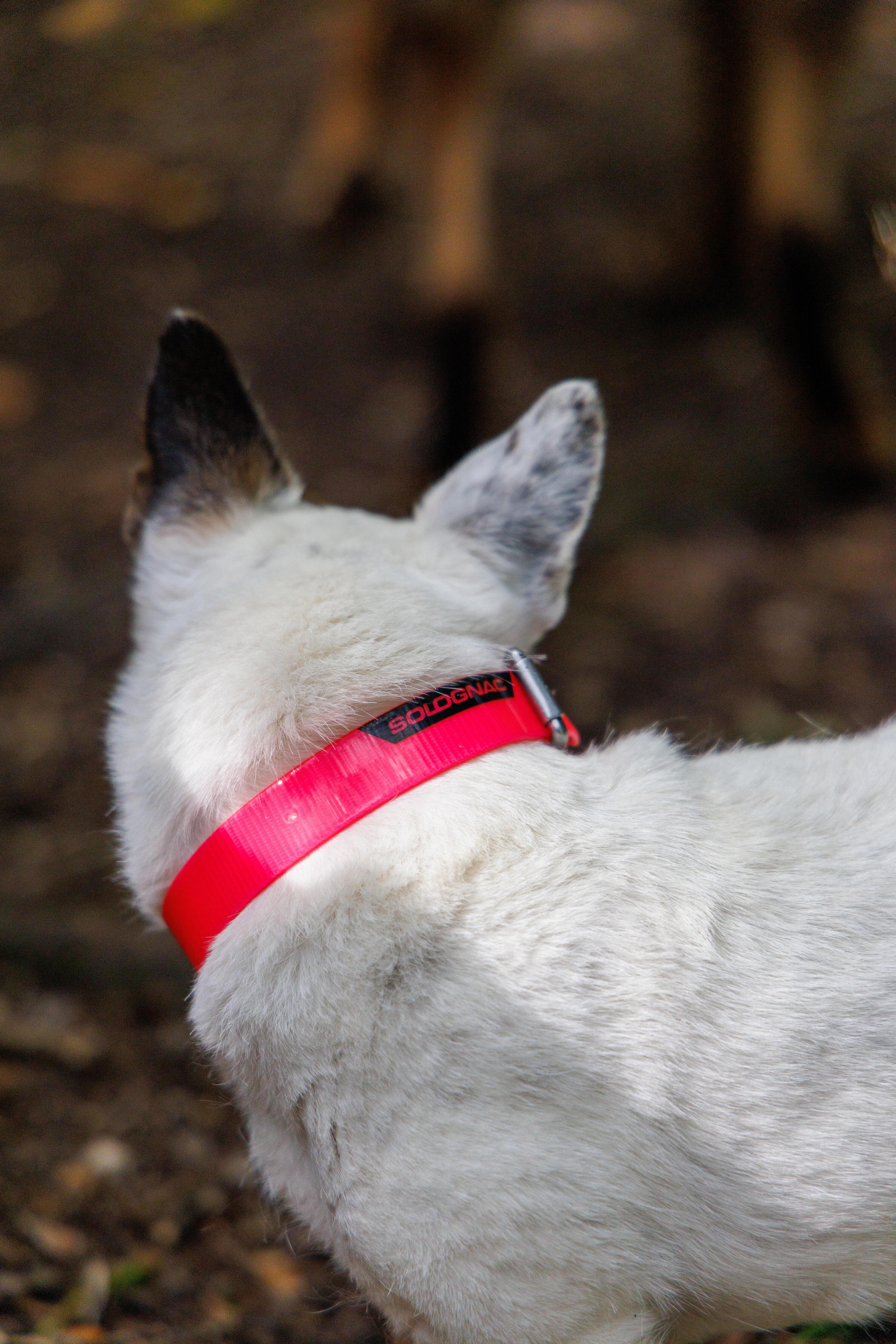 Collare cane 500 rosa fluo  6/9
