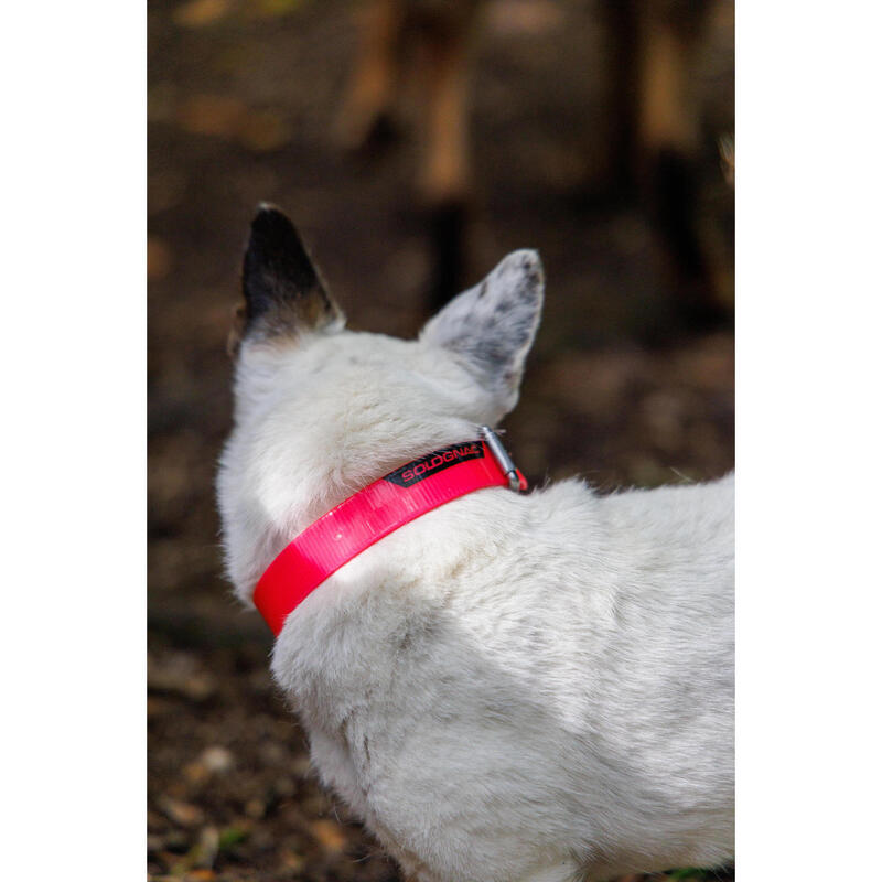 Collier chien Rose fluo 500