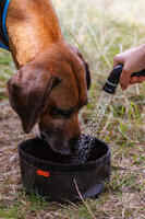 Fold-down dog bowl 100